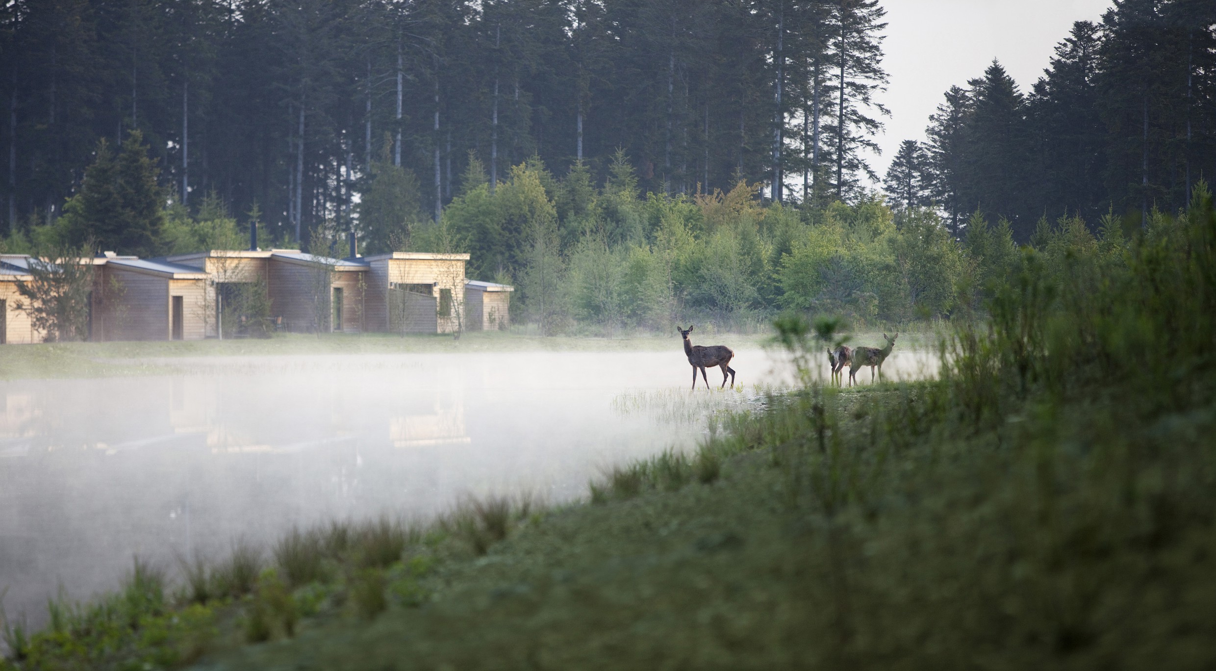 Center Parcs : à la rencontre des Daims